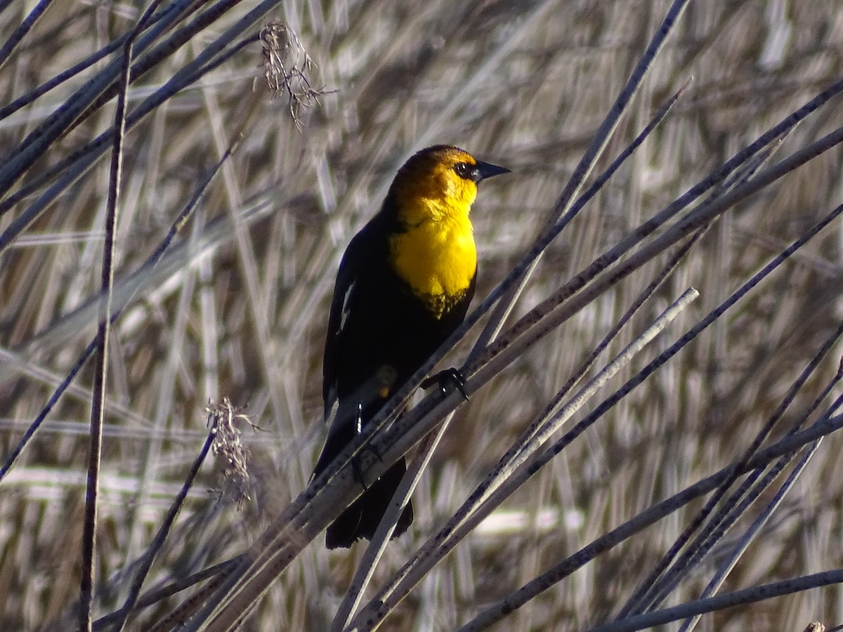 Yellow-headed Blackbird - ML618056146