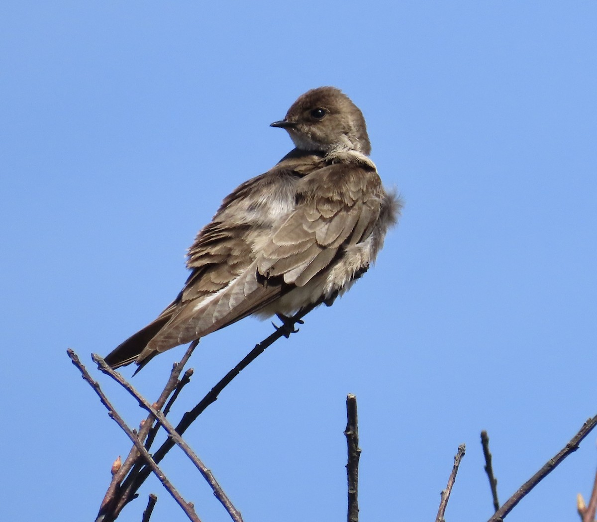 Northern Rough-winged Swallow - ML618056160