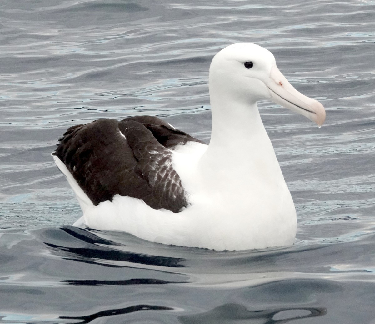 Northern Royal Albatross - Peter Woodall