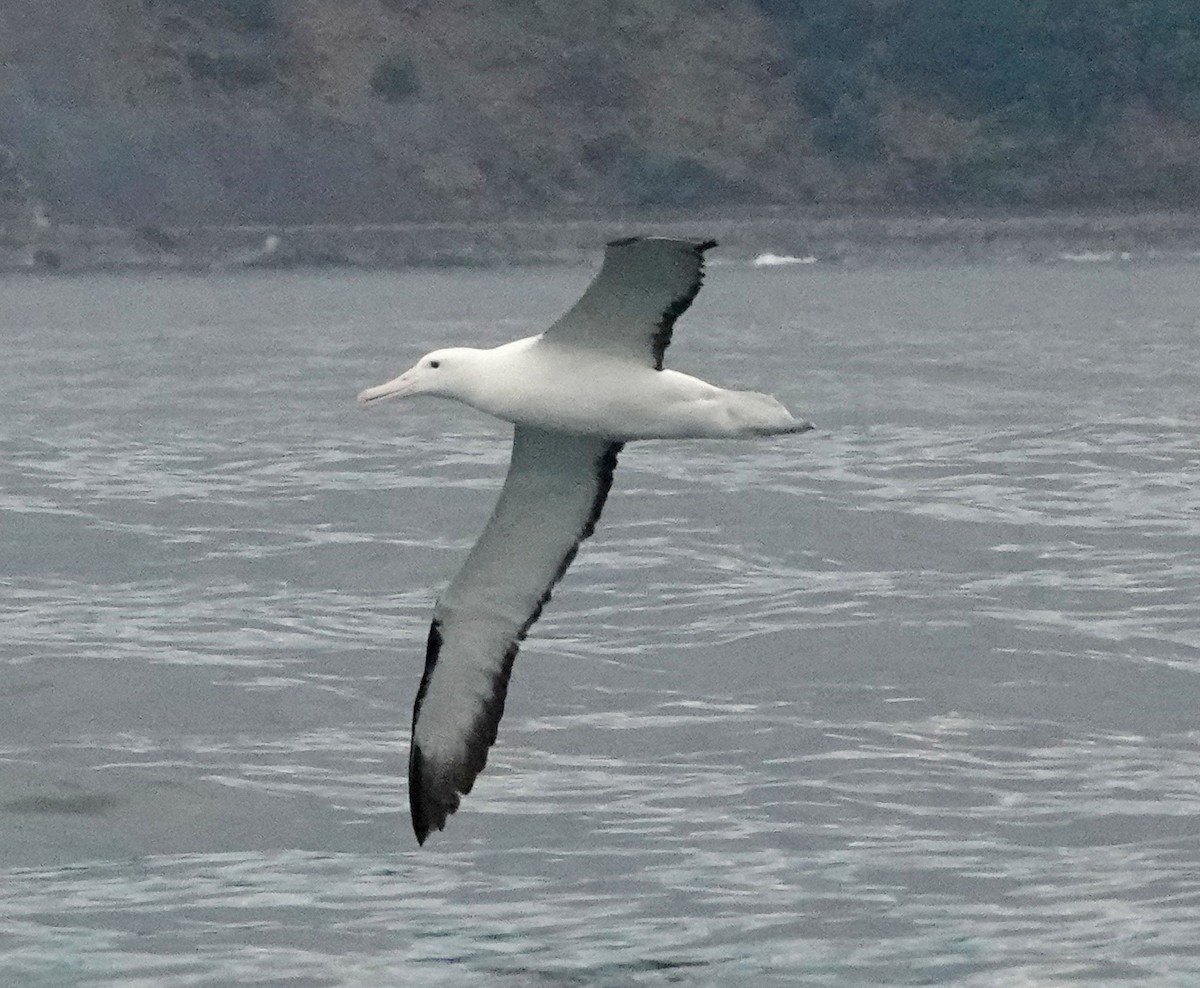 Northern Royal Albatross - ML618056184