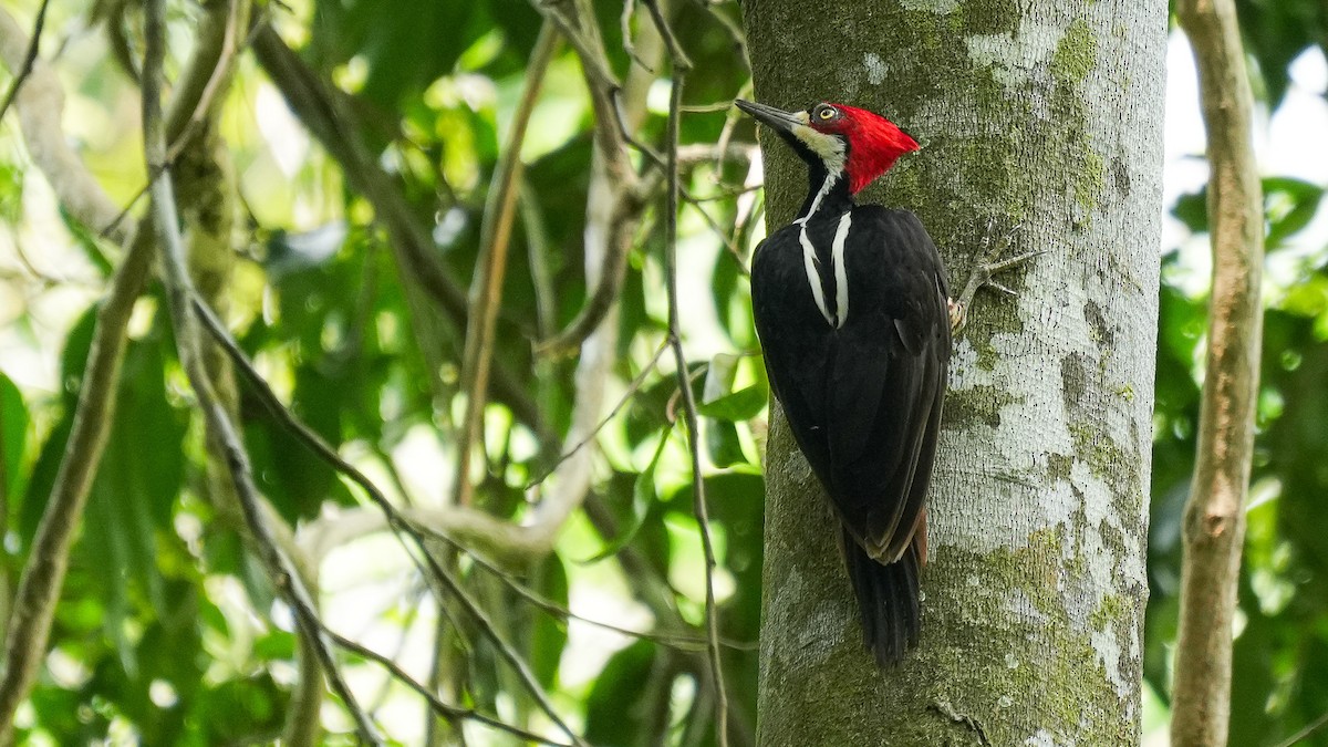 Crimson-crested Woodpecker - ML618056222