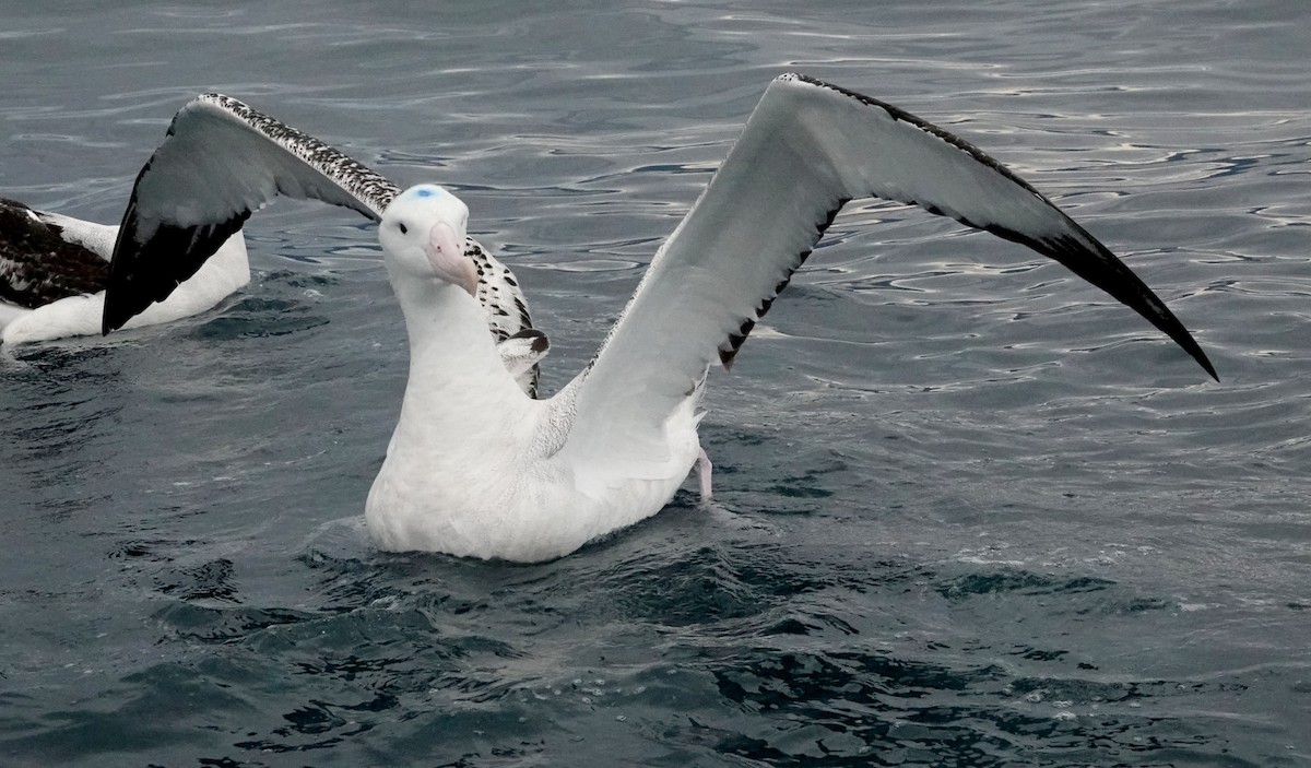 Antipodean Albatross (New Zealand) - ML618056242