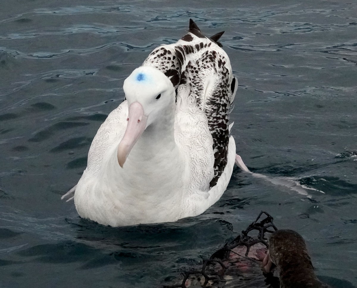 Antipodean Albatross (antipodensis) - ML618056243