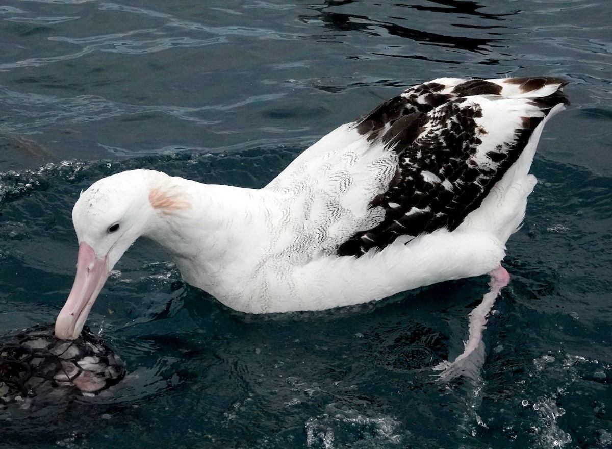 Albatros de las Antípodas (gibsoni) - ML618056269