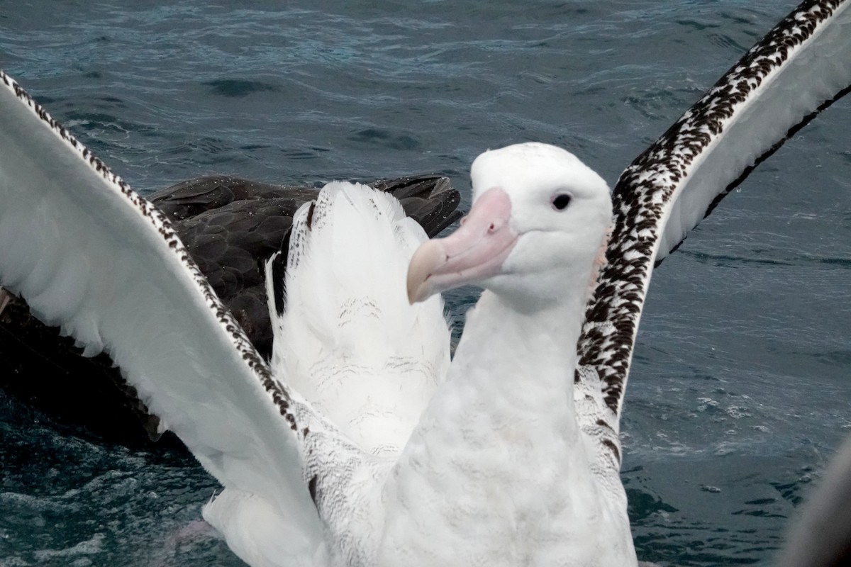 Antipodean Albatross (gibsoni) - ML618056270
