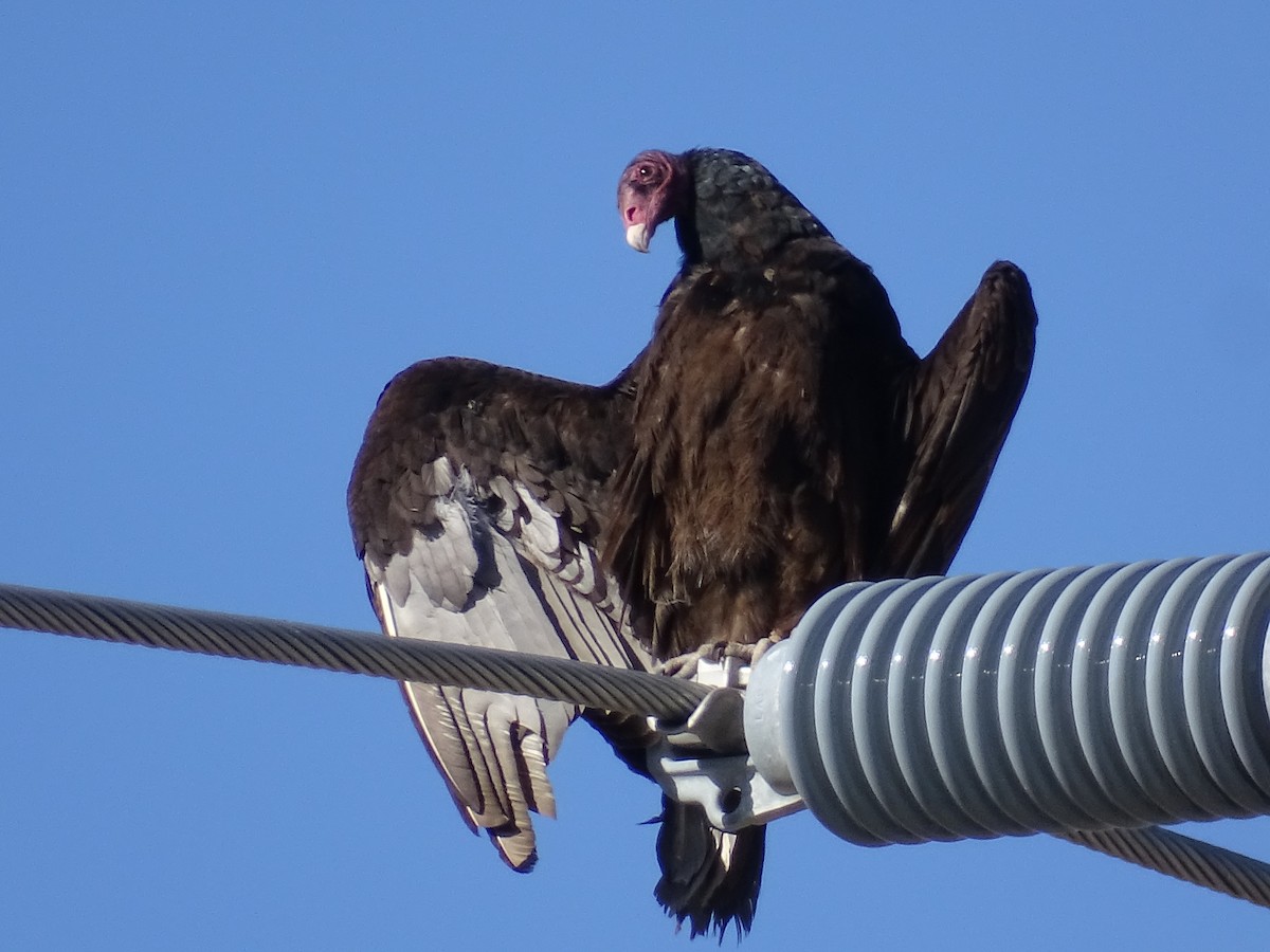 Turkey Vulture - ML618056272