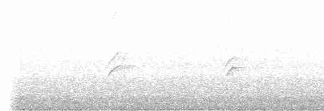 Oriole masqué - ML618056277