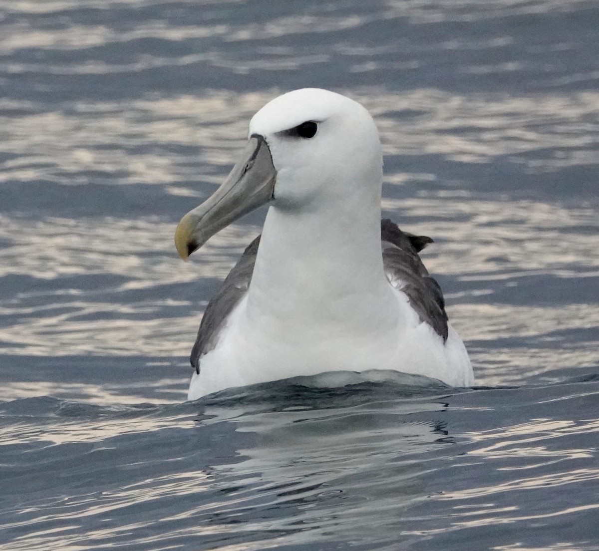 White-capped Albatross (steadi) - Peter Woodall