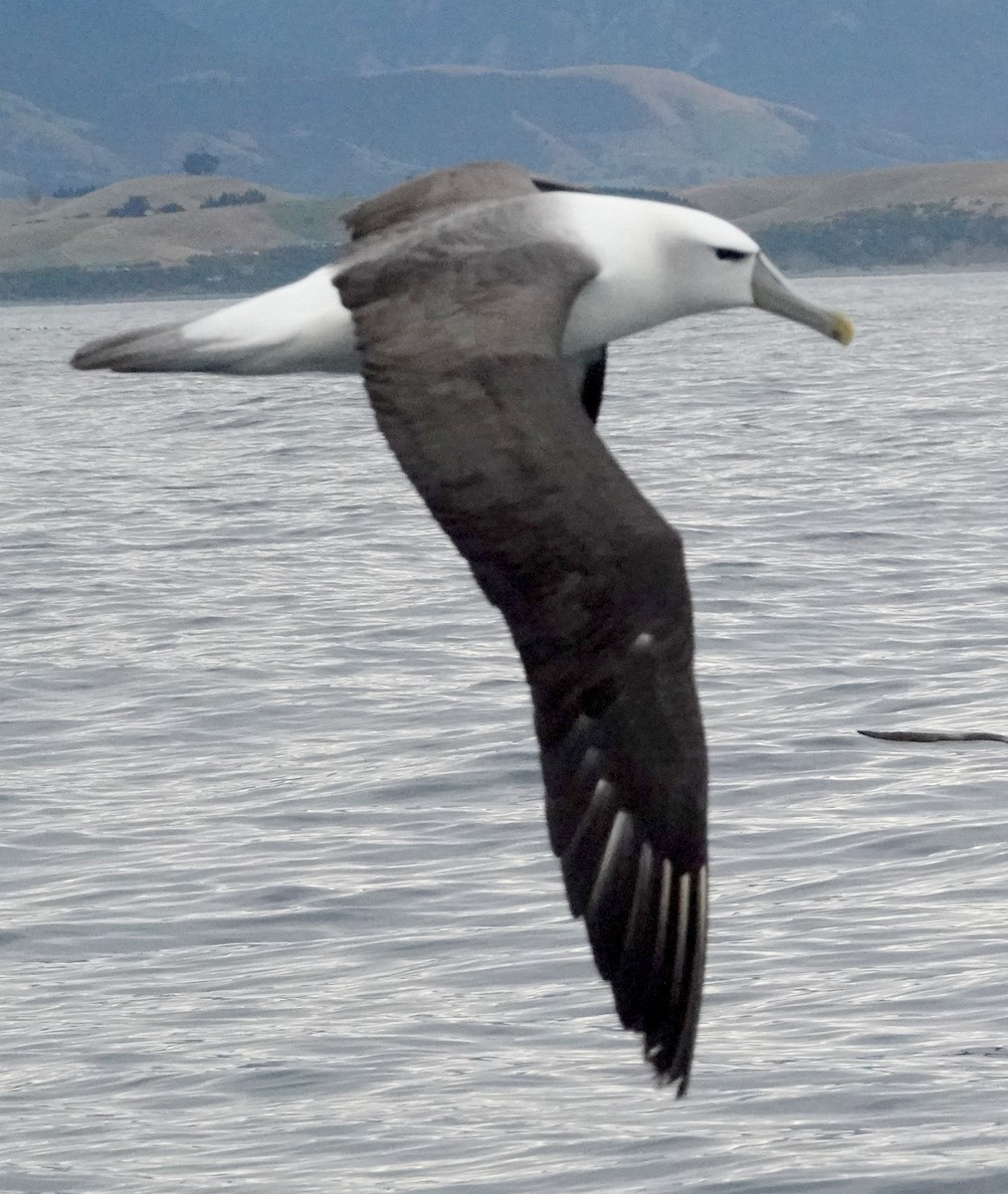 White-capped Albatross (steadi) - ML618056287