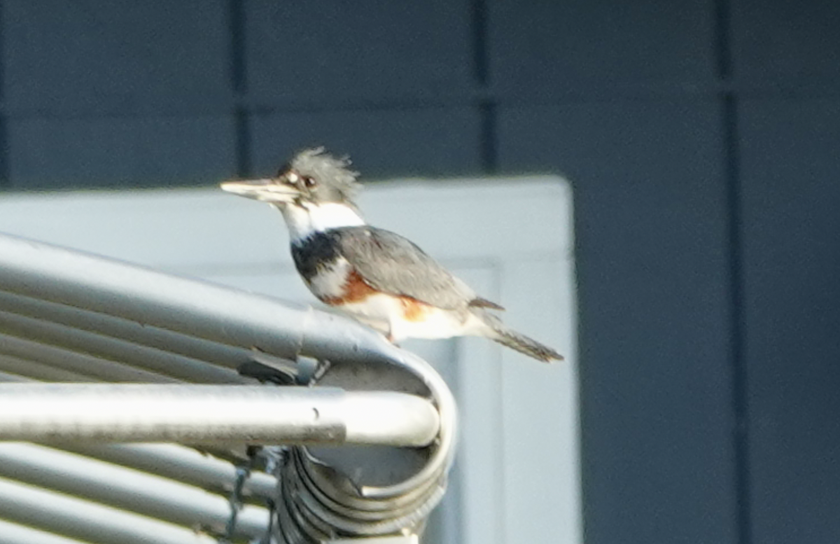 Belted Kingfisher - ML618056293