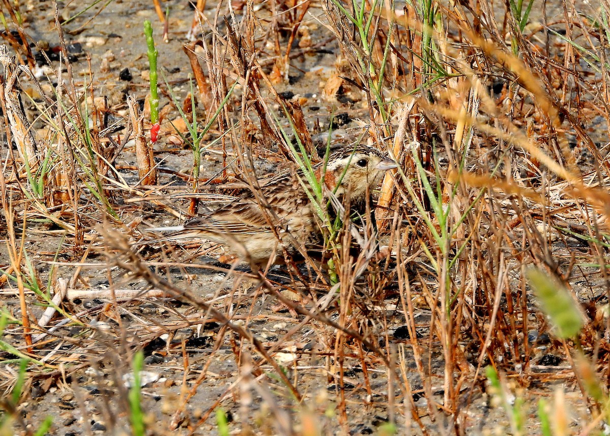 eBird Checklist 27 Apr 2024 Yacht Basin Rd., Bolivar 9 species
