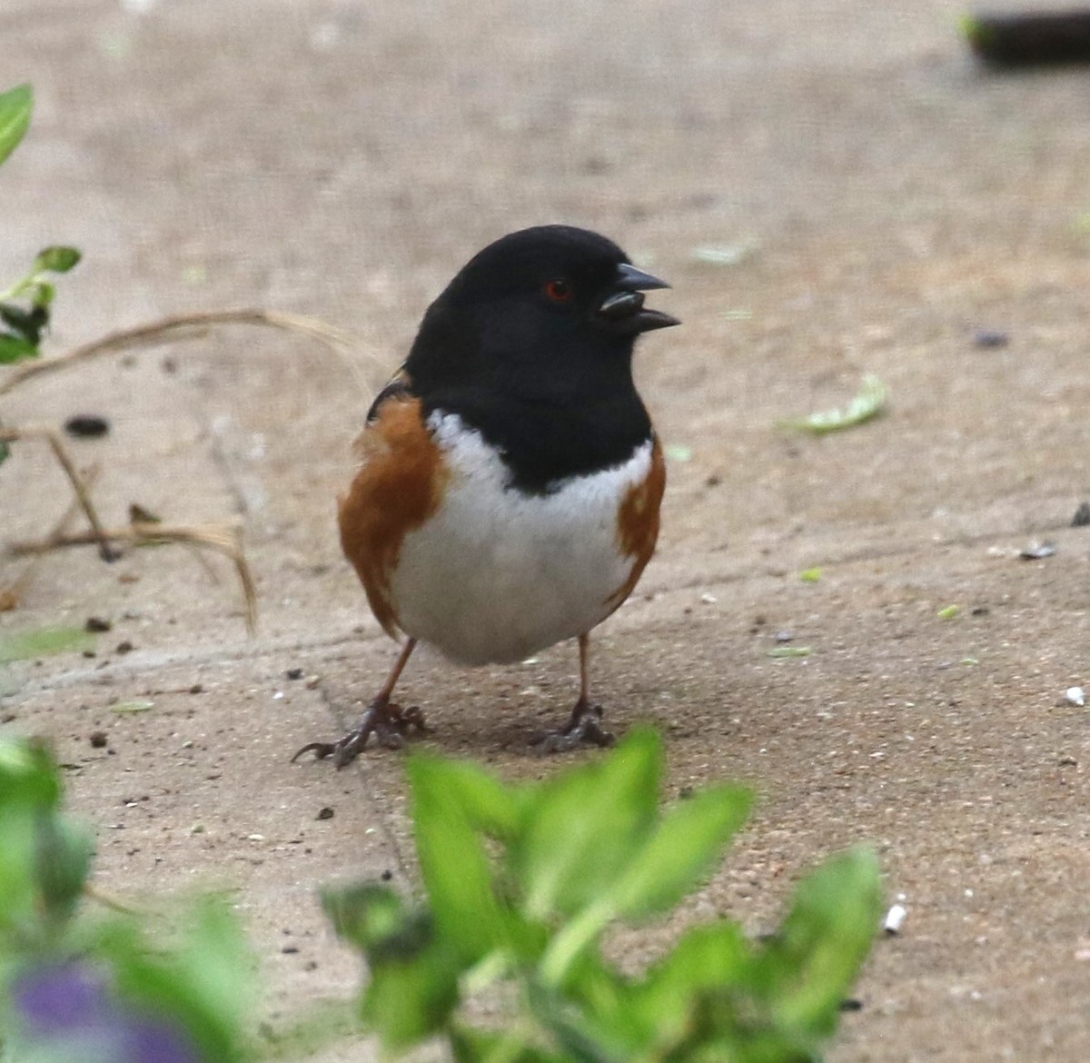 Spotted Towhee - ML618056332