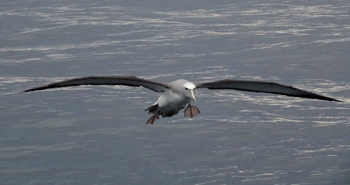 Salvin's Albatross - ML618056335