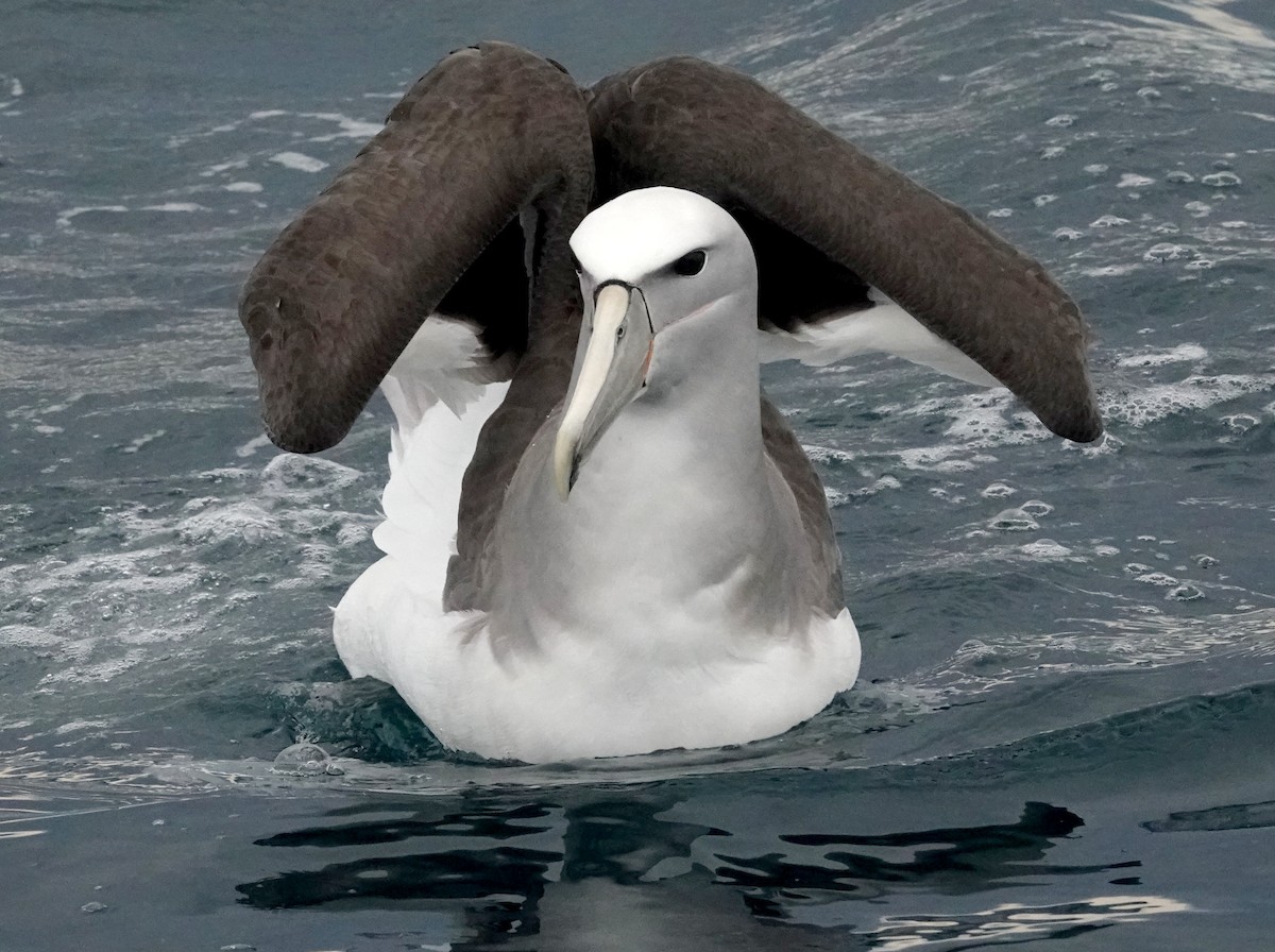 albatros snarský - ML618056336