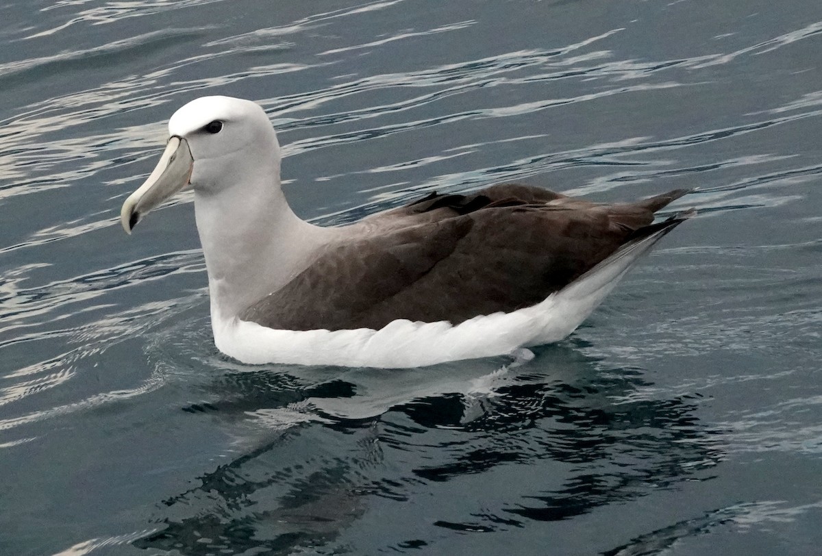 Salvin's Albatross - Peter Woodall