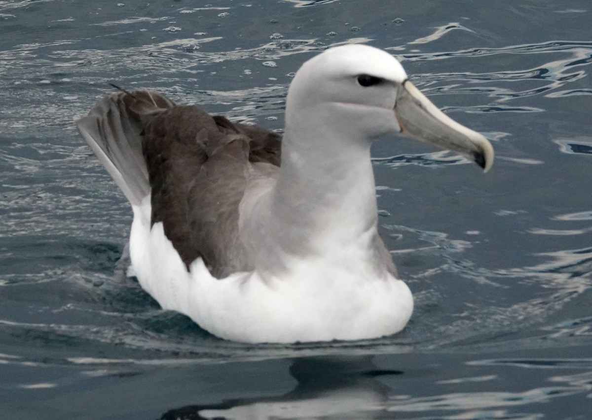 Salvin's Albatross - ML618056338