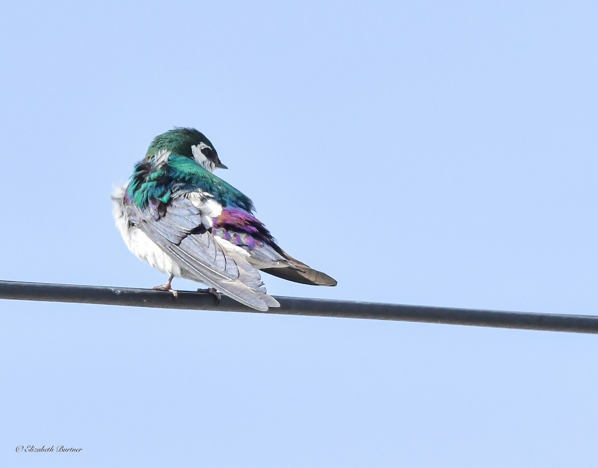 Violet-green Swallow - ML618056362