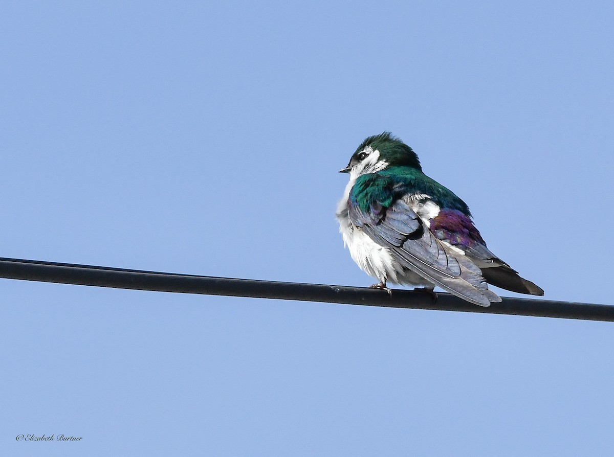 Violet-green Swallow - Libby Burtner