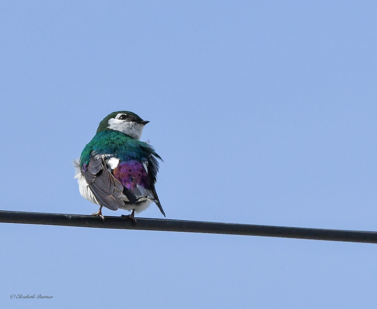 Violet-green Swallow - ML618056364