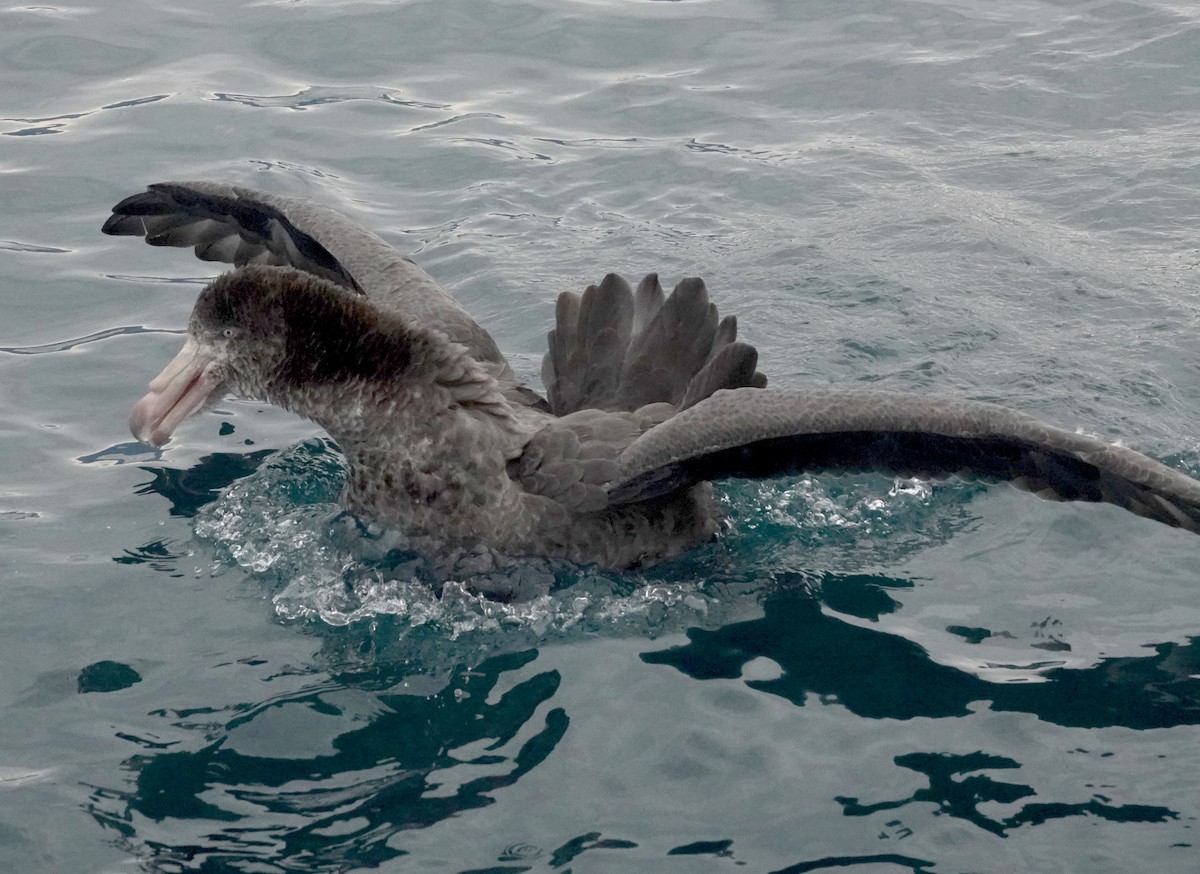 Northern Giant-Petrel - Peter Woodall