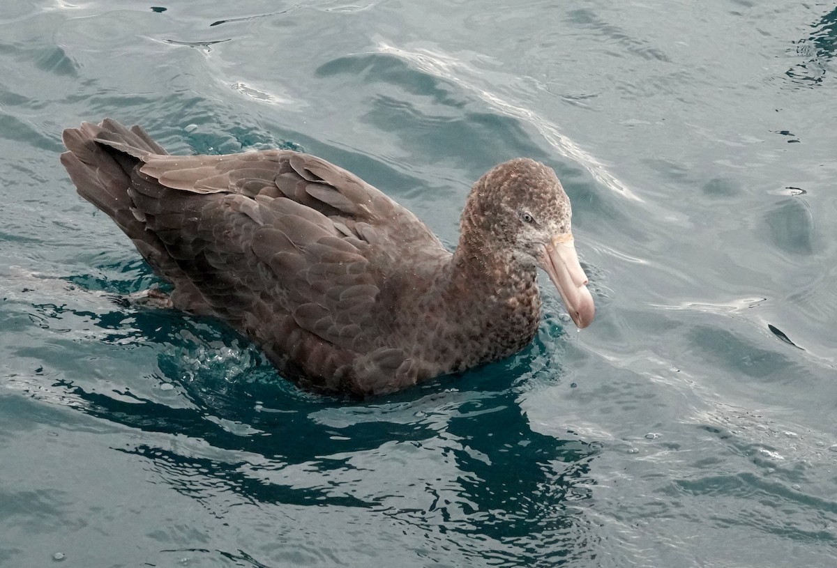 Northern Giant-Petrel - Peter Woodall