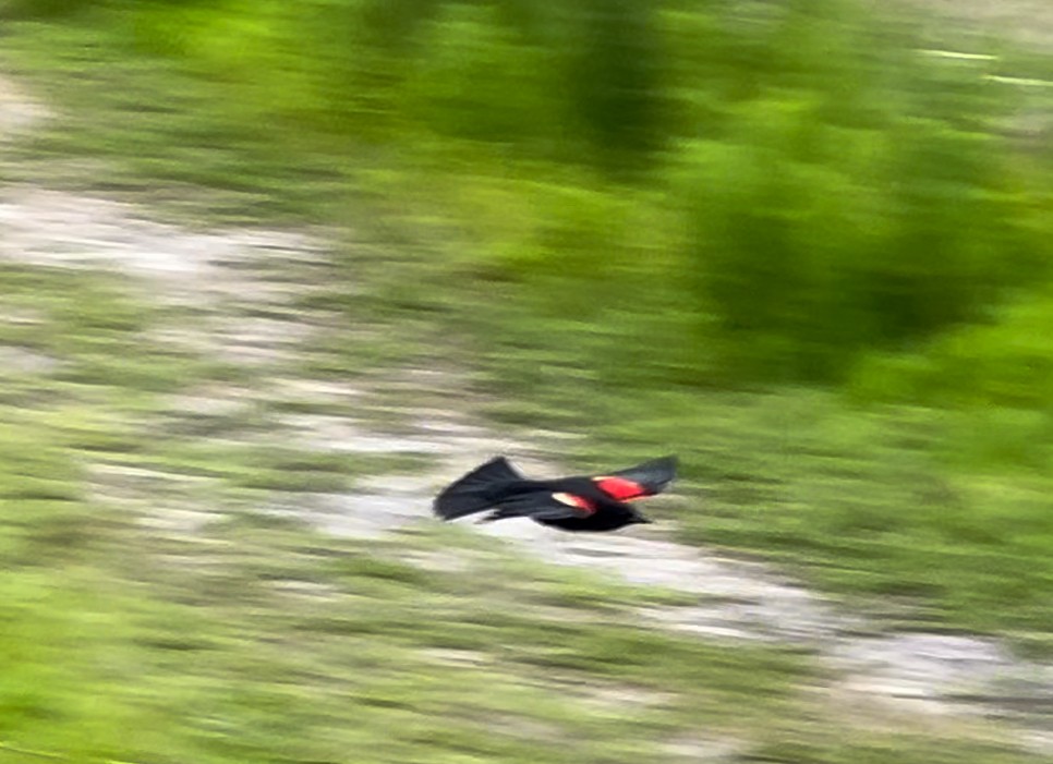 Red-winged Blackbird - Raphael Gutierrez