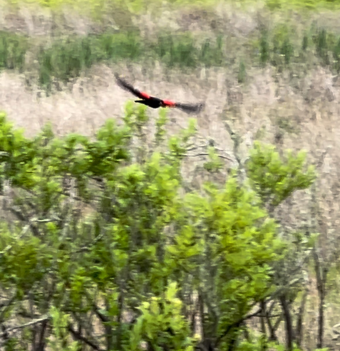 Red-winged Blackbird - ML618056379