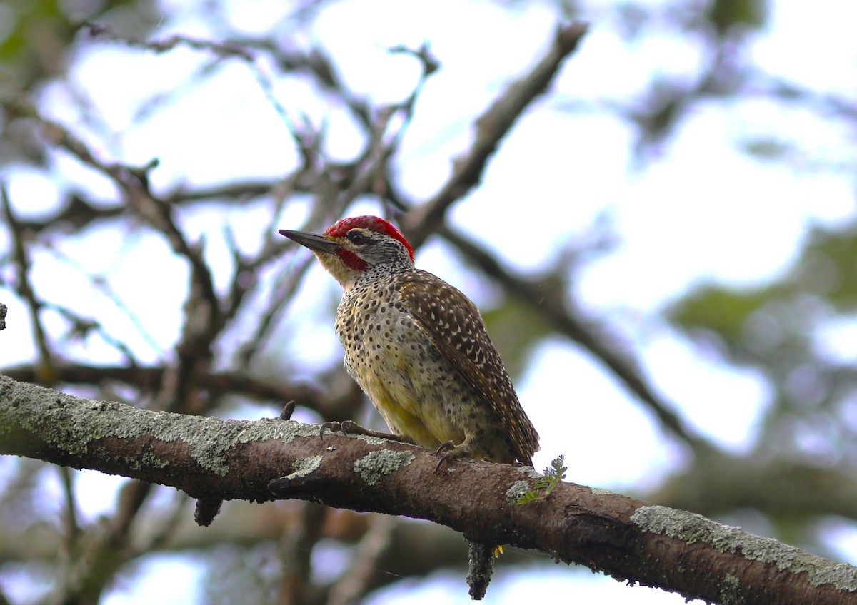Nubian Woodpecker - Rohan van Twest