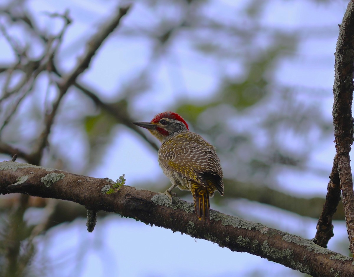 Nubian Woodpecker - ML618056395