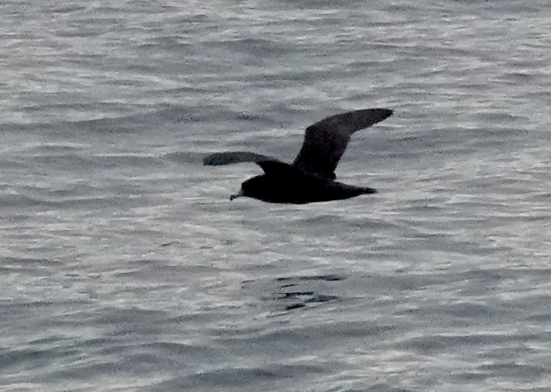 Flesh-footed Shearwater - ML618056472