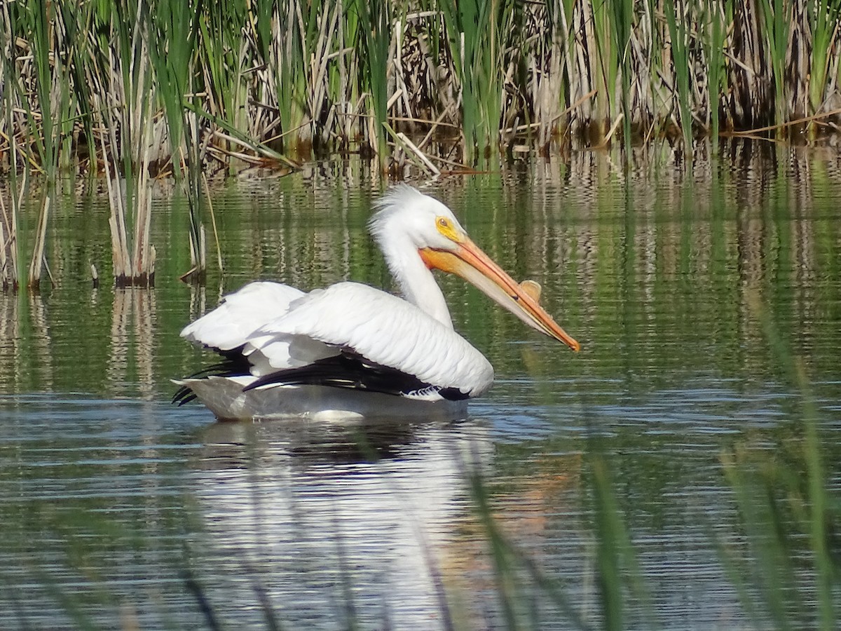 American White Pelican - Teri Ligon