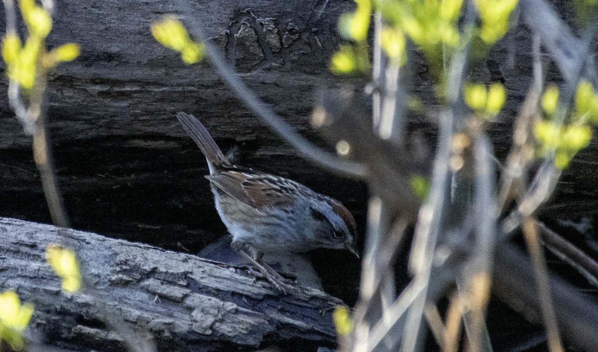 Swamp Sparrow - ML618056516