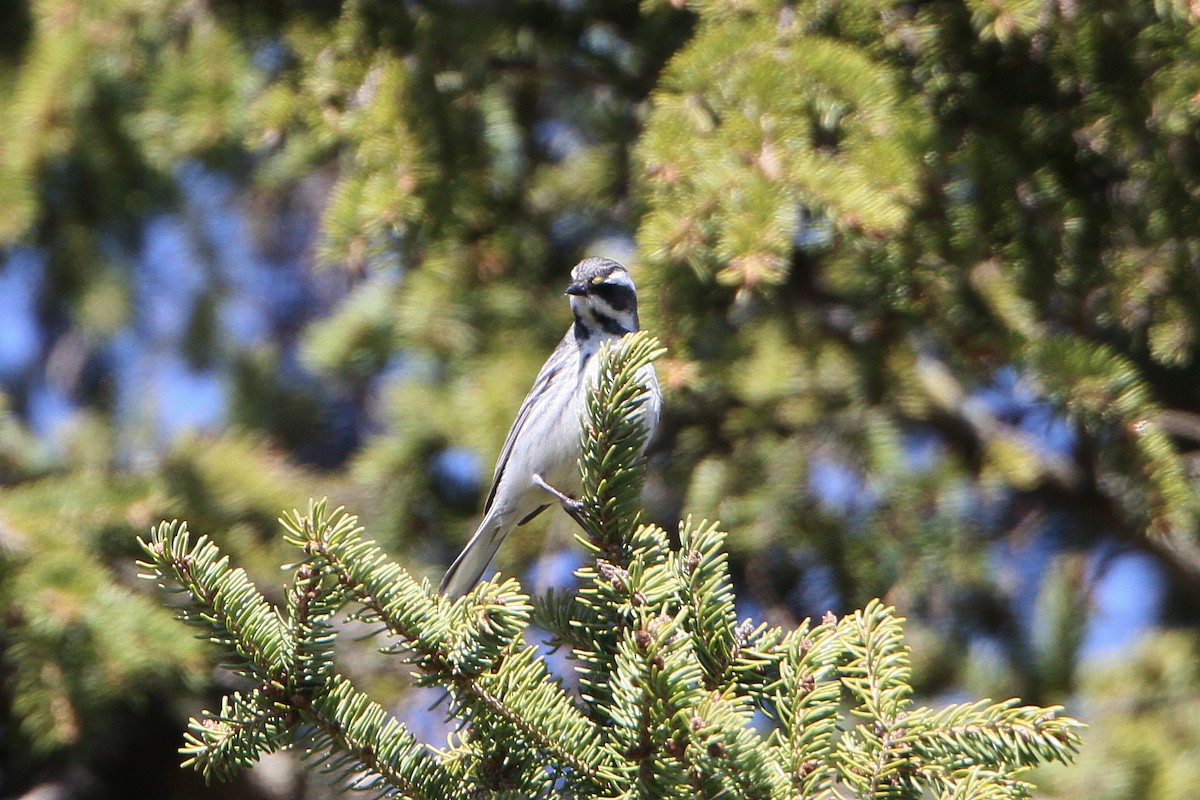 Black-throated Gray Warbler - Gerard Proulx