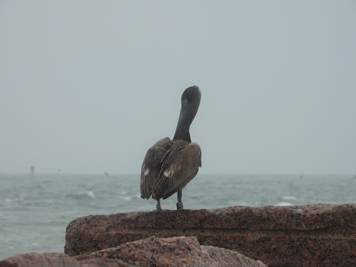 pelikán hnědý - ML618056564