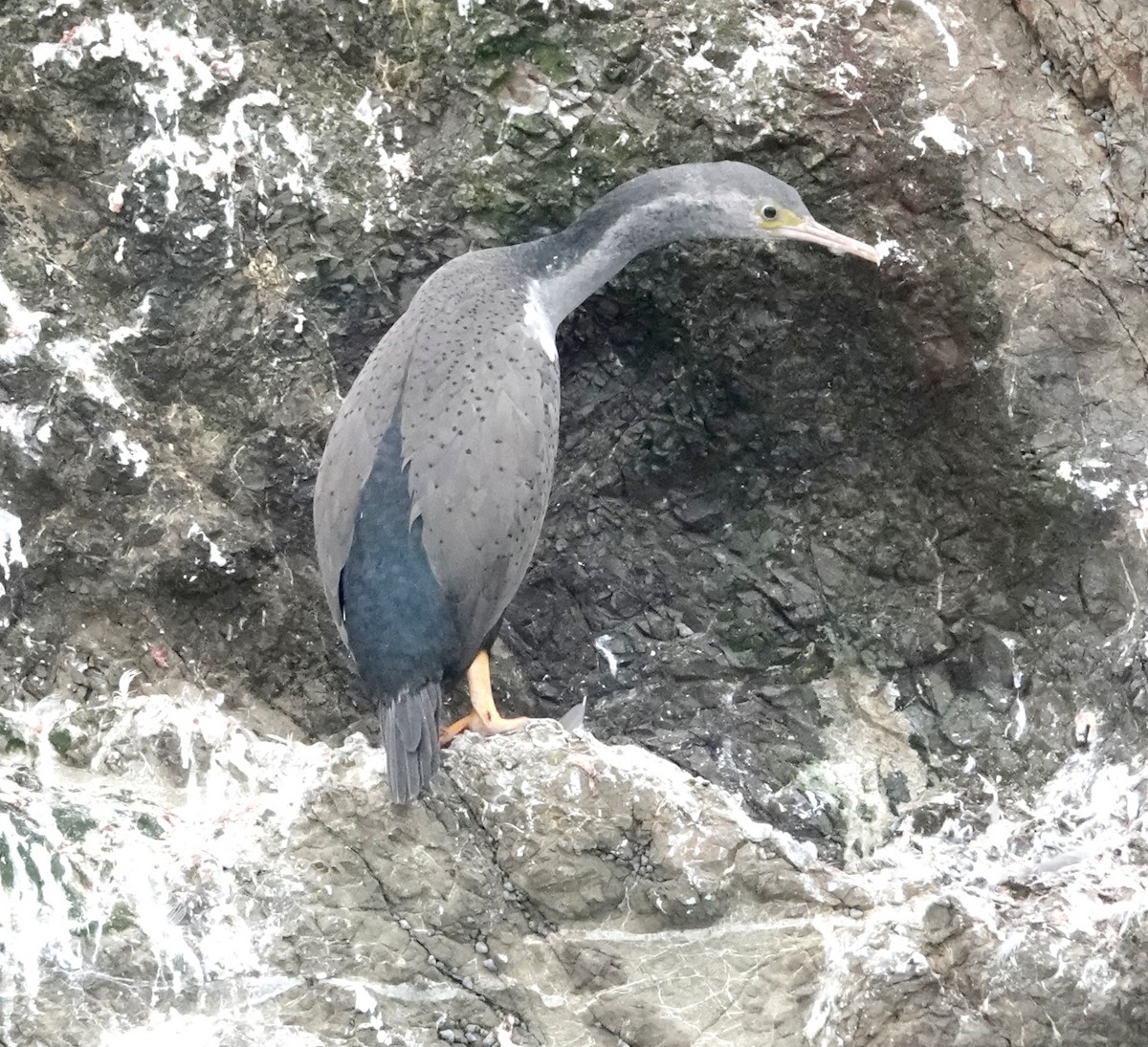 Spotted Shag - ML618056572
