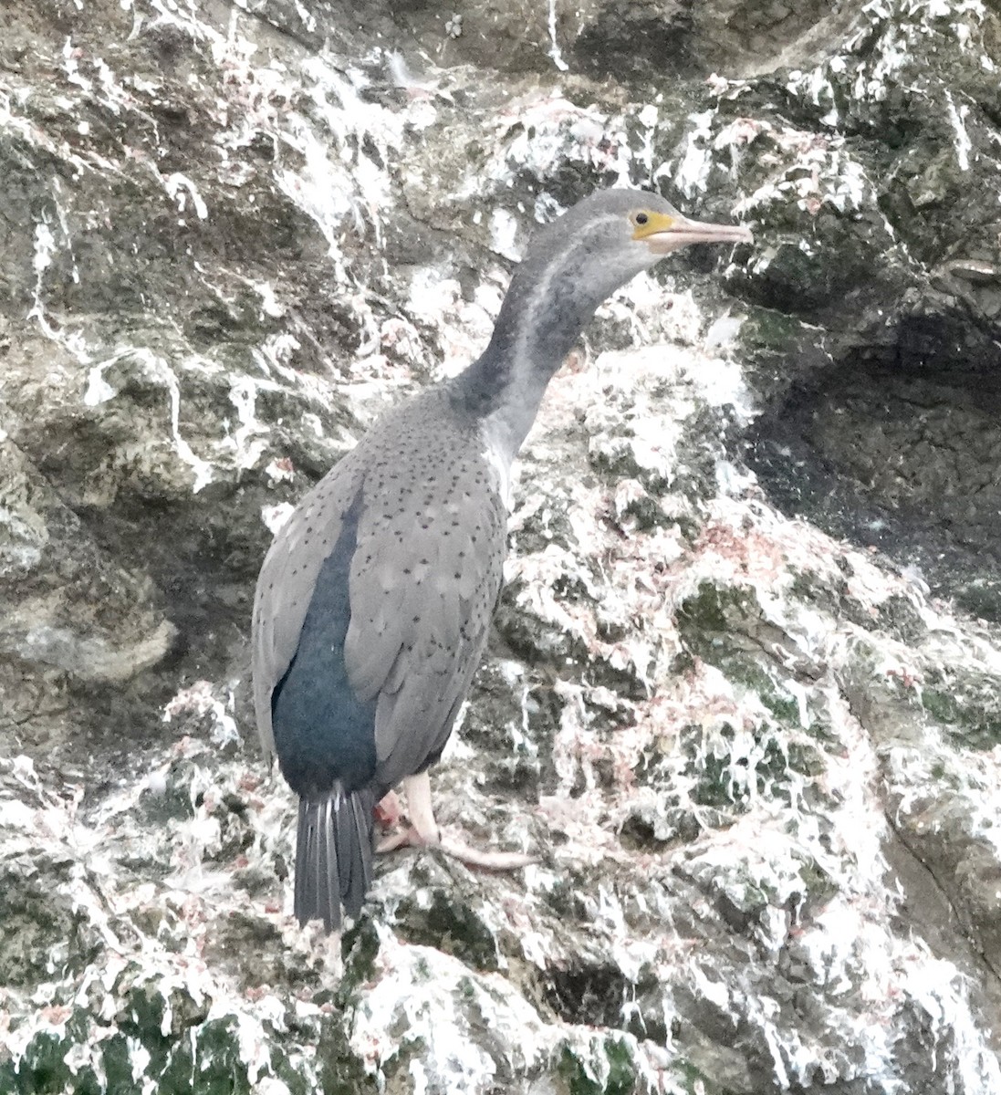 Spotted Shag - ML618056573