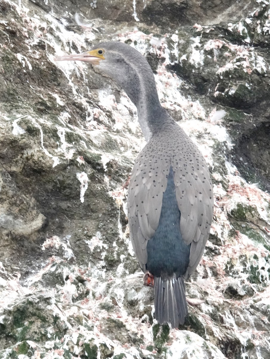 Spotted Shag - ML618056574