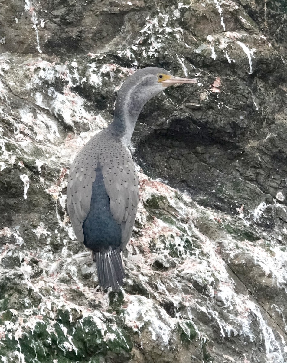 Spotted Shag - ML618056575