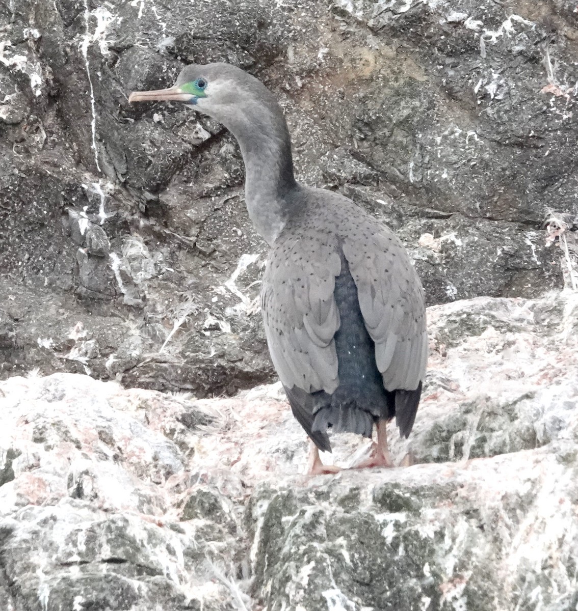 Spotted Shag - ML618056576