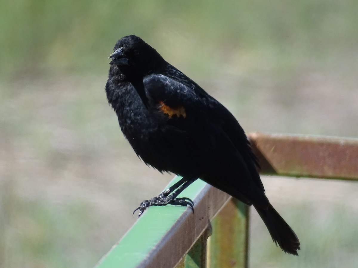 Red-winged Blackbird - Teri Ligon