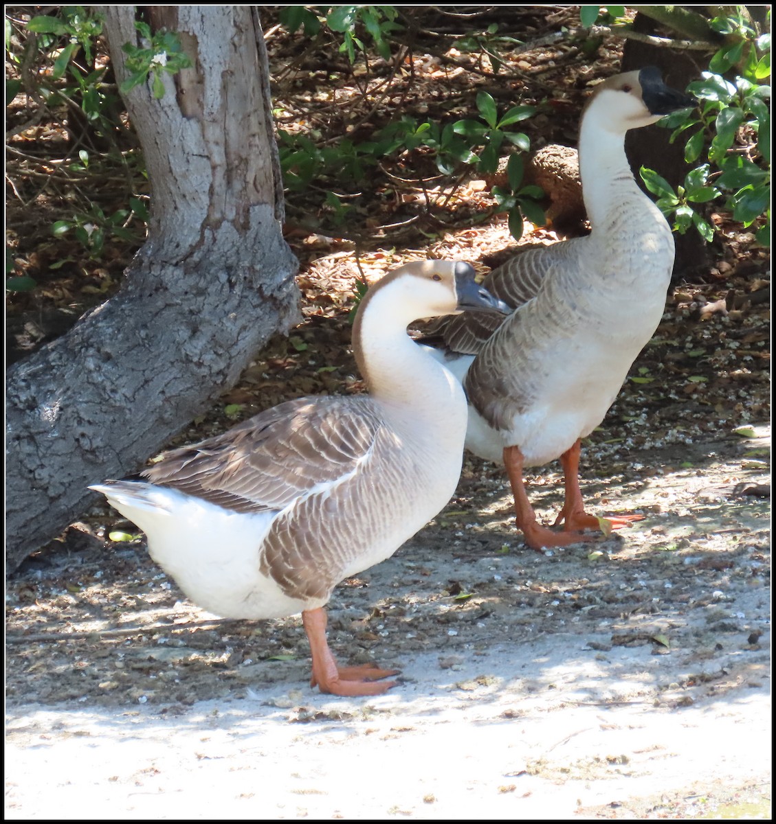 Swan Goose (Domestic type) - ML618056629