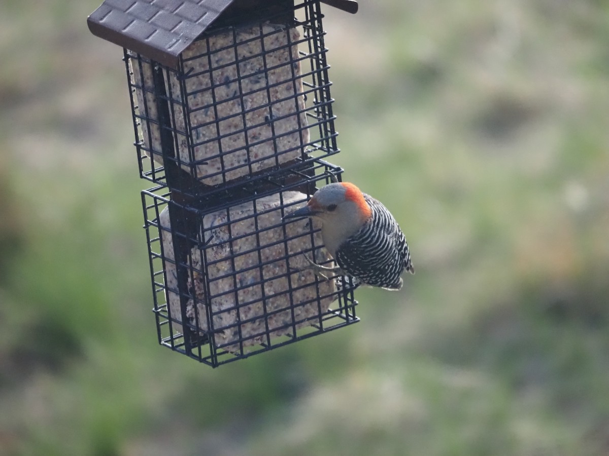 Red-bellied Woodpecker - Kevin Wistrom