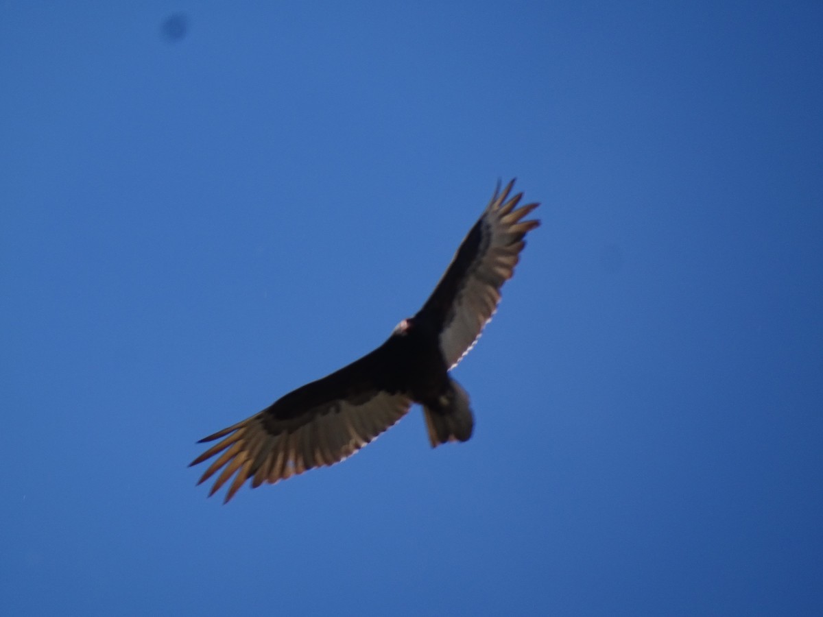 Turkey Vulture - ML618056641