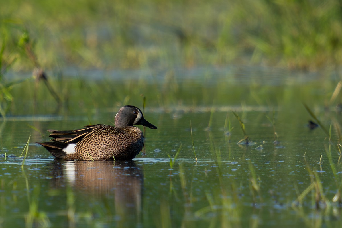 Blue-winged Teal - Grant Winter