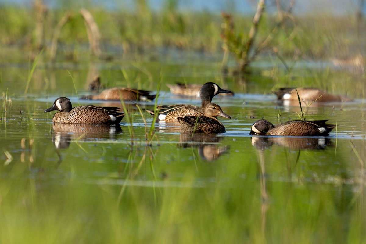 Blue-winged Teal - Grant Winter