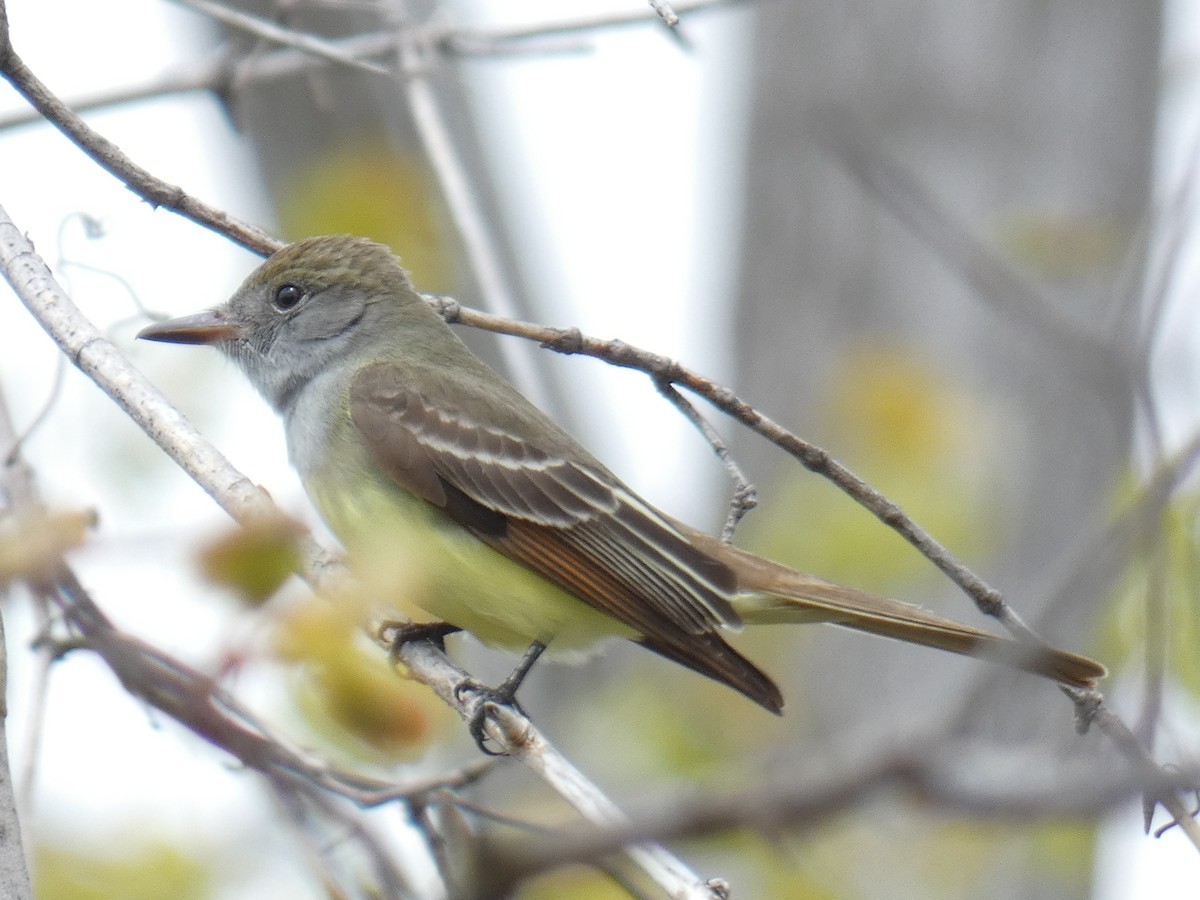 Great Crested Flycatcher - ML618056681