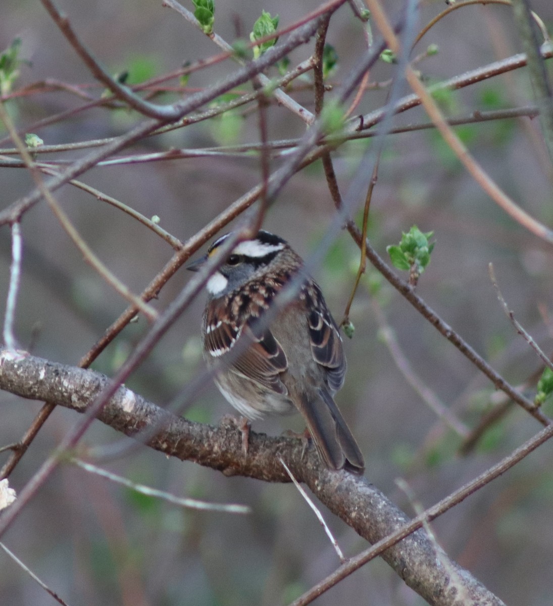 White-throated Sparrow - ML618056697