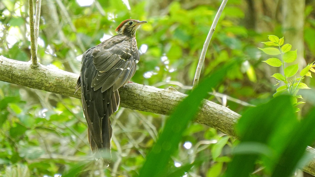Pheasant Cuckoo - ML618056702