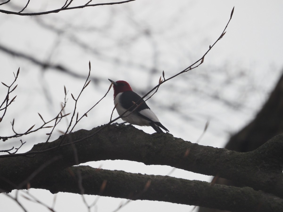 Red-headed Woodpecker - ML618056717