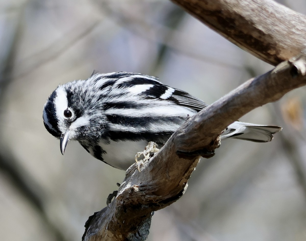 Black-and-white Warbler - ML618056726